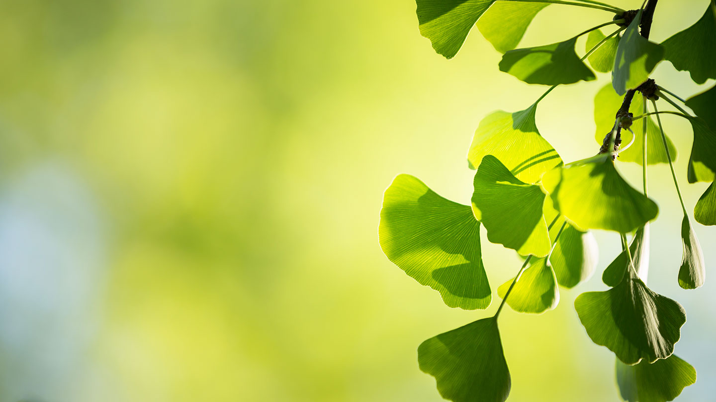 Ginkgo – gut für Gehirn und Gehör? Ginko gut für Gehirn und Gehör