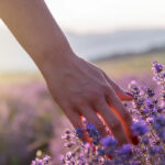Lavendel hilft bei innerer Unruhe
