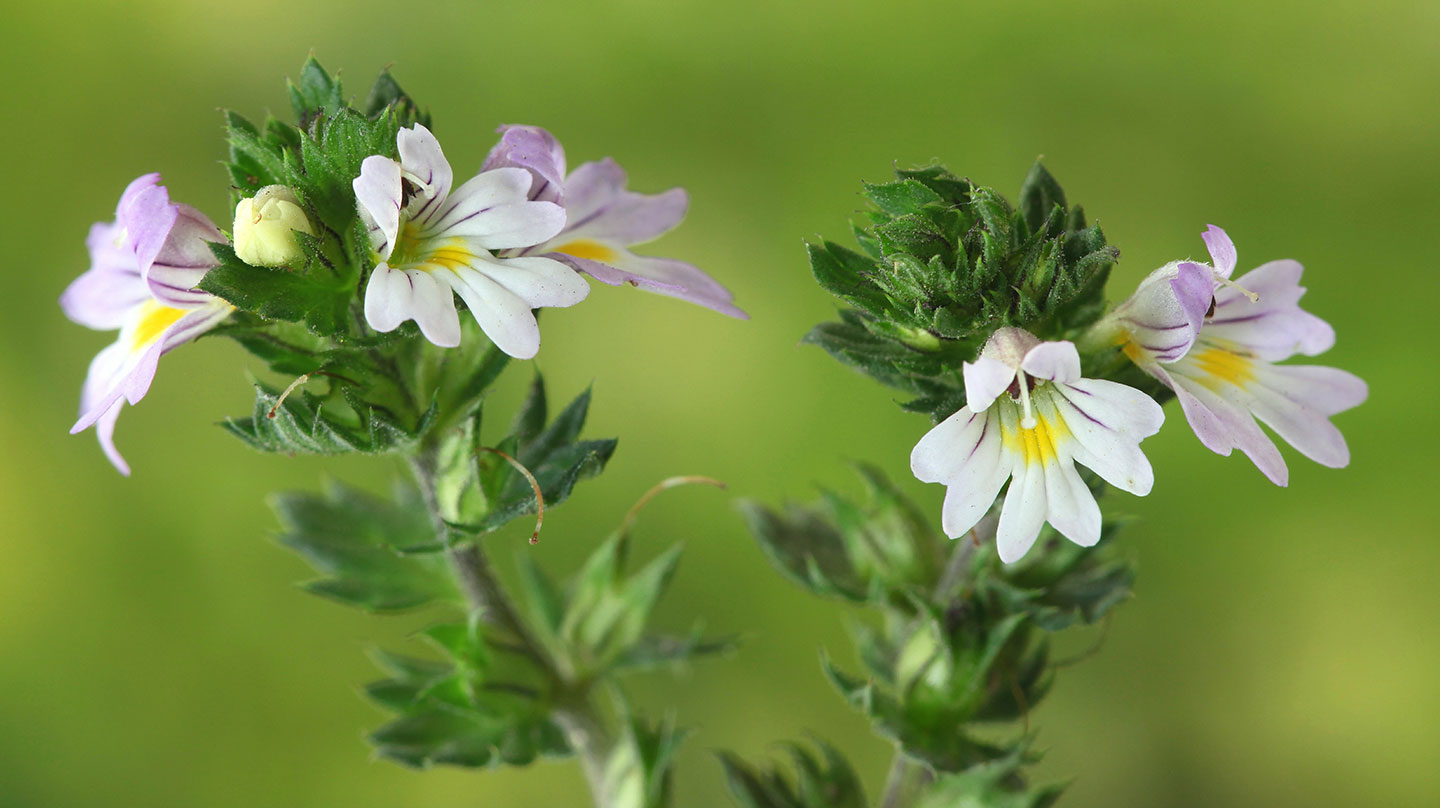 Euphrasia - echter Augentrost - Hilfe bei Augenleiden